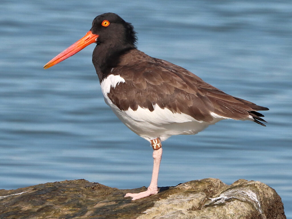 An American oystercatcher with Texas bands.