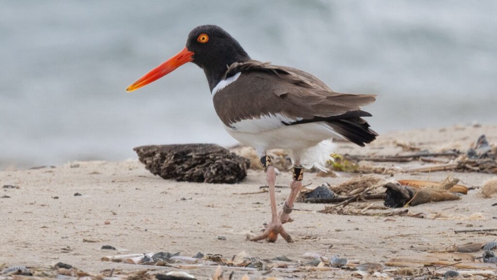 A banded American oystercatcher.
