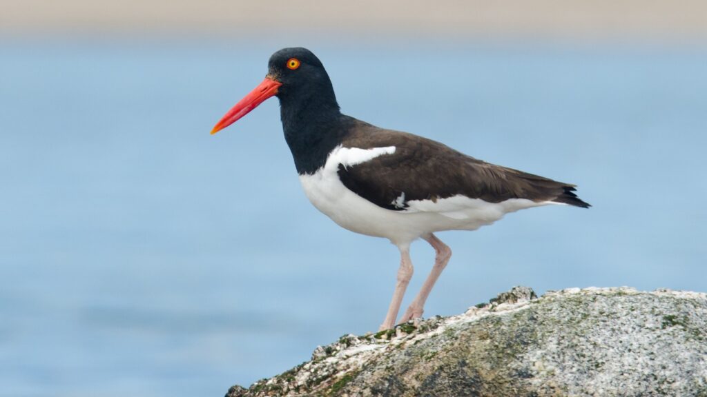 An American Oystercatcher standing on a rock near the water.