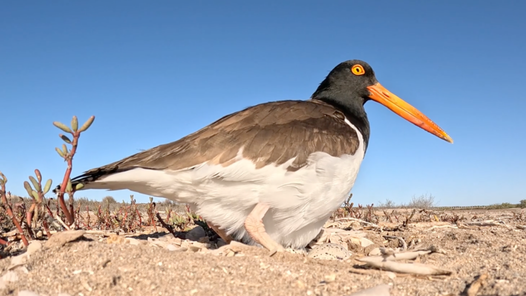 An American Oystercatcher sitting on the ground in a dry landscape.