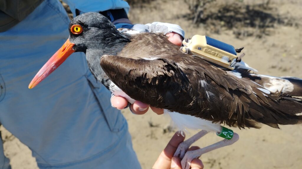 A researcher holding a banded American Oystercatcher.