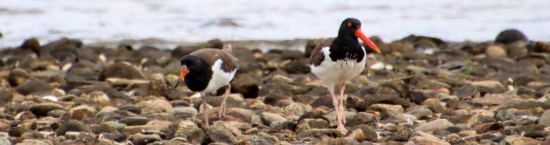 Two American Oystercatchers on a rocky beach. 