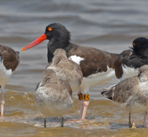 American Oystercatcher