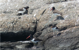 American Oystercatcher chicks on rocks.