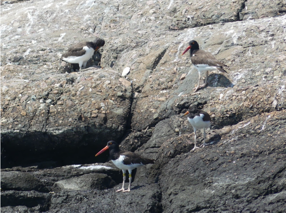American Oystercatcher chicks on rocks.