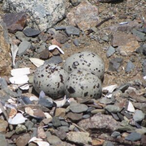 American Oystercatcher eggs.