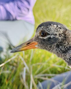 American Oystercatcher chick