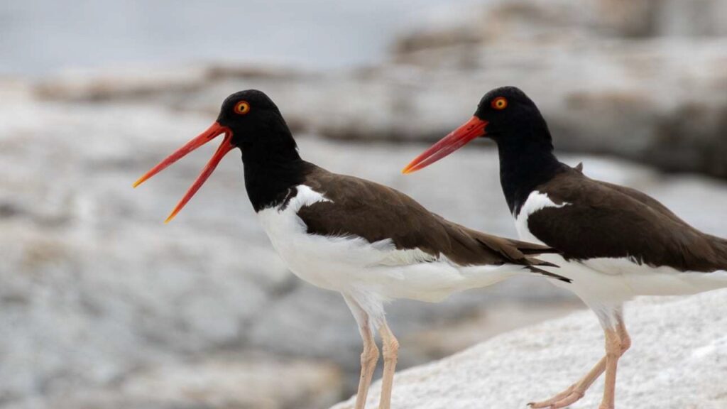 Two American oystercatchers on the shore.
