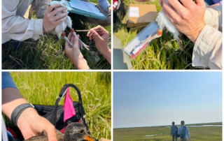Collage of pictures showing American Oystercatcher bird banding and monitoring in a marsh.