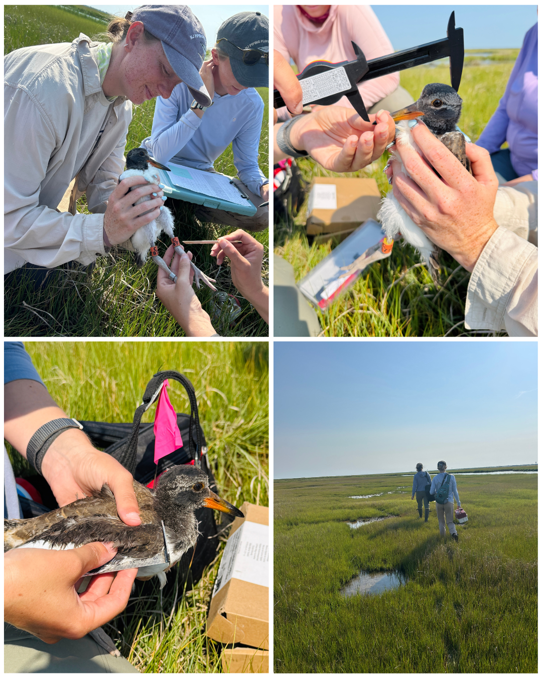 Collage of pictures showing American Oystercatcher bird banding and monitoring in a marsh.