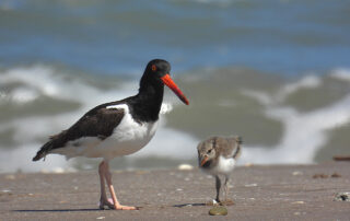 American Oystercatcher adult and chick.