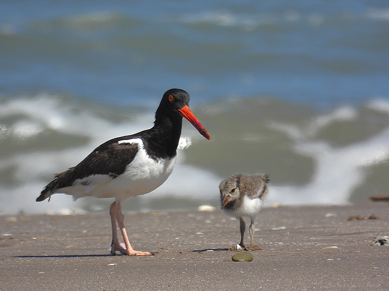 American Oystercatcher adult and chick.