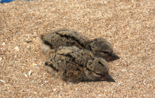 Two American Oystercatcher chicks.