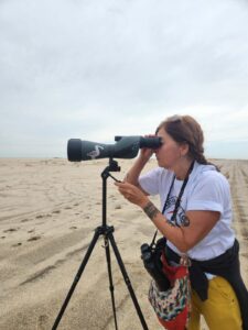 Woman looking through a spotting scope to view American Oystercatchers.