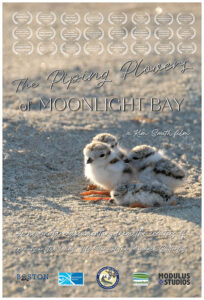 Piping Plover poster for video by Kim Smith
