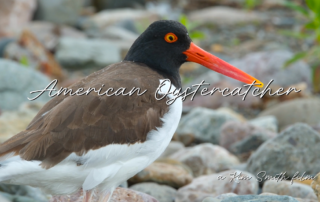 American oystercatcher.